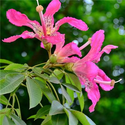 凤凰彩票下载手机版